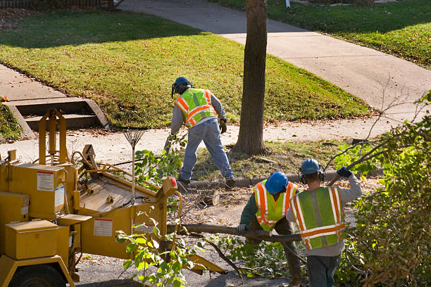 Best Tree Disease Treatment  in Oglala, SD