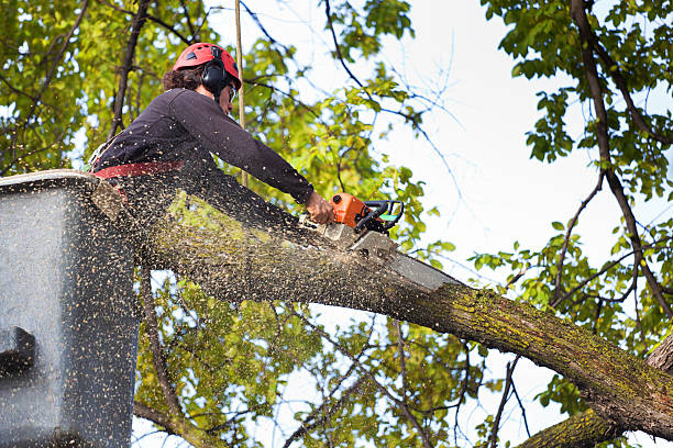 Reliable Oglala, SD Tree Services Solutions